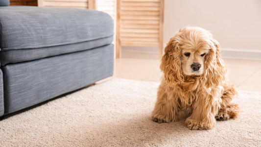 Pet Accidents and Urine Odour: Say Goodbye to Stubborn Smells with The Cleaning Enzymes Power
